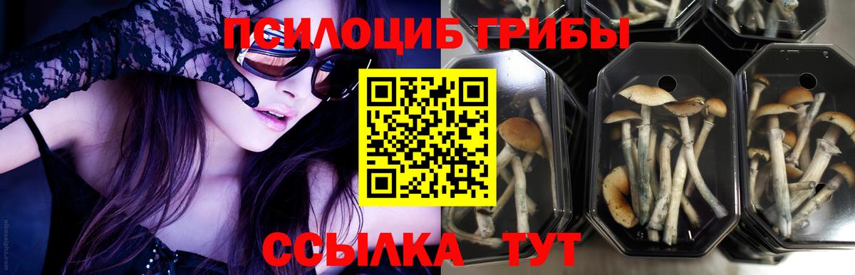 Галлюциногенные грибы прущие грибы Новокубанск